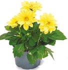 Beetpflanzen Mix im aktuellen Netto mit dem Scottie Prospekt