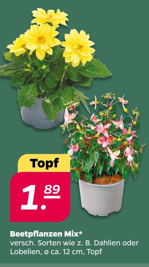 Beetpflanzen Mix