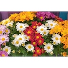 Chrysanthème en promo chez Carrefour Market L'Haÿ-les-Roses à 4,99 €