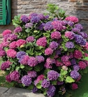 Hortensia Macrophylla en promo chez Super U Grenoble à 13,99 €