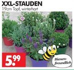 XXL-STAUDEN im Angebot bei Wreesmann in Brandenburg XXL-STAUDEN Angebote bei Wreesmann Brandenburg für 5,99 €