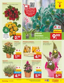 Zimmerpflanzen im Netto Marken-Discount Prospekt "Aktuelle Angebote" mit 59 Seiten (Düsseldorf)