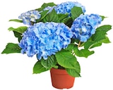 Hortensie Angebote bei Penny Potsdam für 5,99 €