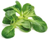 Aktuelle Salat Angebote bei REWE in Köln Aktuelles FELDSALAT Angebot bei REWE in Köln ab 0,99 €