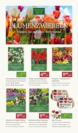 Tulpen Angebot & Preis im aktuellen Pflanzen Kölle Prospekt Tulpen Angebot im aktuellen Pflanzen Kölle Prospekt auf Seite 9