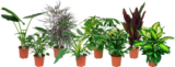 PLANTES VERTES - SANS MARQUE - Auchan Hypermarché à Angers PLANTES VERTES - SANS MARQUE en promo chez Auchan Hypermarché Angers à 13,99 €