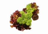 Aktuelles Salat mit Wurzelballen Angebot bei Netto Marken-Discount in Duisburg ab 1,00 €