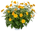 Aktuelle Blumen Angebote bei OBI in Siegen (Universitätsstadt) Aktuelles SONNENBLUME „SUFINITY DOUBLE YELLOW“ Angebot bei OBI in Siegen (Universitätsstadt) ab 9,99 €