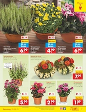 Zimmerpflanzen im Netto Marken-Discount Prospekt in Düsseldorf Aktueller Netto Marken-Discount Prospekt mit Zimmerpflanzen, "Aktuelle Angebote", Seite 7