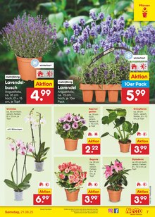 Blumen im aktuellen Netto Marken-Discount Prospekt (Recklinghausen) Blumen im Netto Marken-Discount Prospekt "Aktuelle Angebote" mit 59 Seiten (Recklinghausen)
