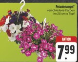 Petunienampel im E center Prospekt Petunienampel von im aktuellen E center Prospekt fĂŒr 7,99 âŹ