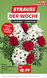 Kaufland Chrysantheme im Prospekt Kaufland Chrysantheme im Prospekt