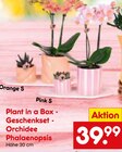 Plant in a Box - Geschenkset - Orchidee Phalaenopsis Angebote bei Netto Marken-Discount Würzburg für 39,99 €