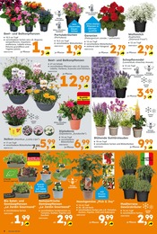 Stauden im Globus-Baumarkt Prospekt in Lünen Aktueller Globus-Baumarkt Prospekt mit Stauden, "Immer eine Idee besser", Seite 6
