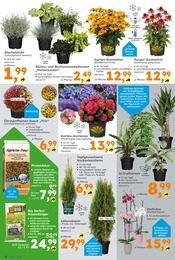 Aktueller Globus-Baumarkt Prospekt mit Blumen, "Immer eine Idee besser", Seite 10