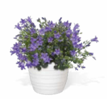 Glockenblume Angebote von Grow by Obi bei OBI Friedrichshafen für 3,99 €