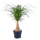 Beaucarnea à 11,99 € dans le catalogue Lidl