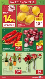 Bromelie Angebot & Preis im aktuellen ALDI Nord Prospekt Bromelie Angebot im aktuellen ALDI Nord Prospekt auf Seite 4