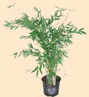 Intermarché Super Lombez - Promo Bambou Pot 14 cm Promo Bambou Pot 14 cm à 9,99 € dans le catalogue Intermarché Super à Lombez