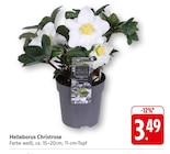 Helleborus Christrose im Angebot bei EDEKA in Tübingen Helleborus Christrose Angebote bei EDEKA Tübingen für 3,49 €