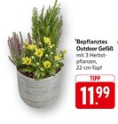 Bepflanztes Outdoor Gefäß im Angebot bei E center in Sindelfingen Bepflanztes Outdoor Gefäß Angebote bei E center Sindelfingen für 11,99 €