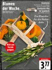 Gladiolen im Angebot bei EDEKA in Löhne Gladiolen Angebote bei EDEKA Löhne für 3,77 €