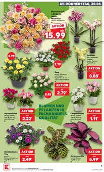 Pflanzen im aktuellen Kaufland Prospekt (Neuss) Pflanzen im Kaufland Prospekt "Hier bin ich richtig" mit 71 Seiten (Neuss)