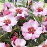 Rosa Hybride 'Hugs and Kisses' bei BAUHAUS in Augsburg Rosa Hybride 'Hugs and Kisses' im Angebot bei BAUHAUS Augsburg für 24,95 €