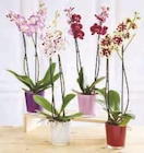 Orchidée 2 tiges dans le catalogue Hyper U