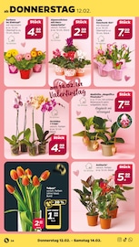 Aktueller Netto mit dem Scottie Prospekt mit Zimmerpflanzen, "Günstig. Besser. Für Dich.", Seite 28