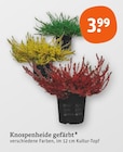 Knospenheide gefärbt im Angebot bei tegut in Fürth Knospenheide gefärbt Angebote bei tegut Fürth für 3,99 €
