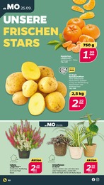 Pflanzen Angebot & Preis im aktuellen Netto mit dem Scottie Prospekt Pflanzen Angebot im aktuellen Netto mit dem Scottie Prospekt auf Seite 2