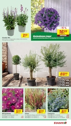 Eukalyptus Angebot im aktuellen toom Baumarkt Prospekt auf Seite 9