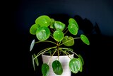 Pilea Peperomioides en promo chez Gamm vert La Rochelle à 3,99 €