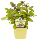 Bio-Strauchbasilikum im OBI Prospekt Bio-Strauchbasilikum von Blu im aktuellen OBI Prospekt für 4,79 €