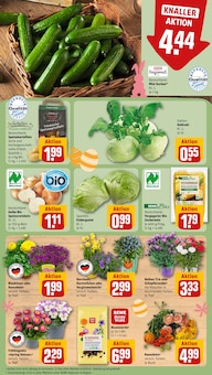 Blumen im aktuellen REWE Prospekt (Nürnberg) Blumen im REWE Prospekt "Dein Markt" mit 32 Seiten (Nürnberg)