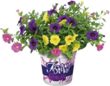 Globus-Baumarkt Broderstorf - Petunien Trio (Petunia) Angebot im Prospekt Petunien Trio (Petunia) bei Globus-Baumarkt im Broderstorf Prospekt für 2,99 €
