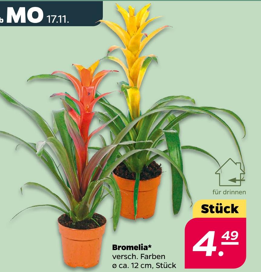 Bromelia