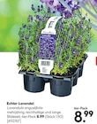 Aktuelles Echter Lavendel Angebot bei Hellweg in Essen ab 8,99 €