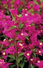 Bougainvillier Pyramide - Intermarché à Montpellier Bougainvillier Pyramide en promo chez Intermarché Montpellier à 11,99 €