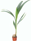 Netto Marken-Discount - Kokos Palme Angebot im Prospekt Kokos Palme bei Netto Marken-Discount im Prospekt "" für 12,99 €