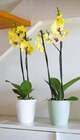 Schmetterlingsorchidee oder Orchideentopf „Thalia” im Angebot bei BayWa Bau- und Gartenmärkte in Aschaffenburg Schmetterlingsorchidee oder Orchideentopf „Thalia” Angebote bei BayWa Bau- und Gartenmärkte Aschaffenburg für 3,99 €
