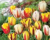 Tulipes - U OU U SPÉCIALISTE en promo chez Super U Tulipes - U OU U SPÉCIALISTE dans le catalogue Super U