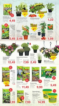 Blumentopf im Jawoll Prospekt "Sonderposten-Märkte" mit 16 Seiten (Hildesheim)