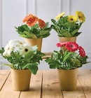 Gerberas - Super U à Saint-Nazaire Gerberas en promo chez Super U Saint-Nazaire à 3,99 €