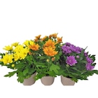 Chrysanthème multifleurs 3 boutures en promo chez Carrefour Montluçon à 2,99 €
