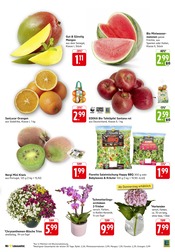Blumen im EDEKA Prospekt in Lahr Aktueller EDEKA Prospekt mit Blumen, "Aktuelle Angebote", Seite 5