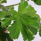 Promo Géranium anti-moustique au feuillage vert - Le pot de 4,5 litres à 17,99 € dans le catalogue Botanic à La Ravoire