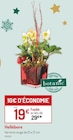 Promo Hellébore à 19,00 € dans le catalogue Botanic à Mouans-Sartoux