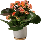 Drachenbaum im Angebot bei Hornbach in Gladbeck Drachenbaum Angebote von FloraSelf bei Hornbach Gladbeck für 2,99 €